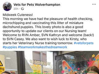 Miniature Dachshund dogs - Advert 16