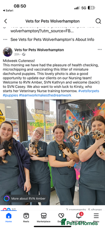 Miniature Dachshund dogs - Advert 4