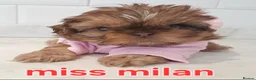 Shih Tzu dogs for sale: CHOCOLATE KC REG IMPERIALS BEST LINES 2 girls left - Advert 7