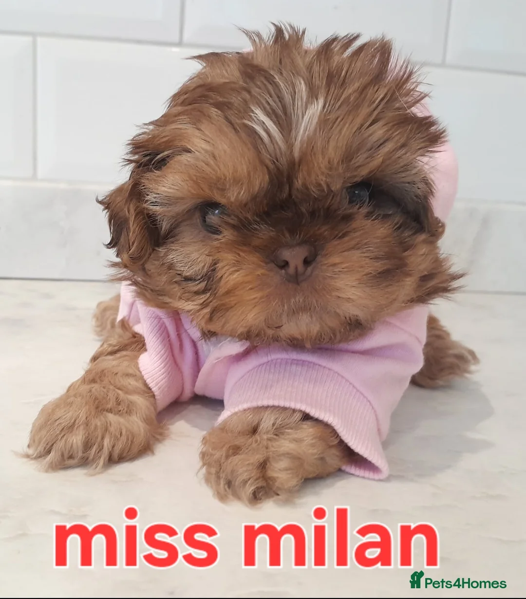 Shih Tzu dogs for sale: CHOCOLATE KC REG IMPERIALS BEST LINES 2 girls left - Advert 7