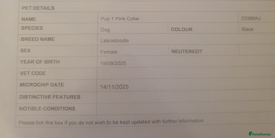 Labradoodle dogs for sale: Little girl Labradoodle  - Advert 11