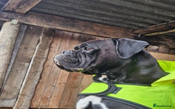 Boxer dogs for stud: Kc reg sealed boxer stud in Yarm - Image 3