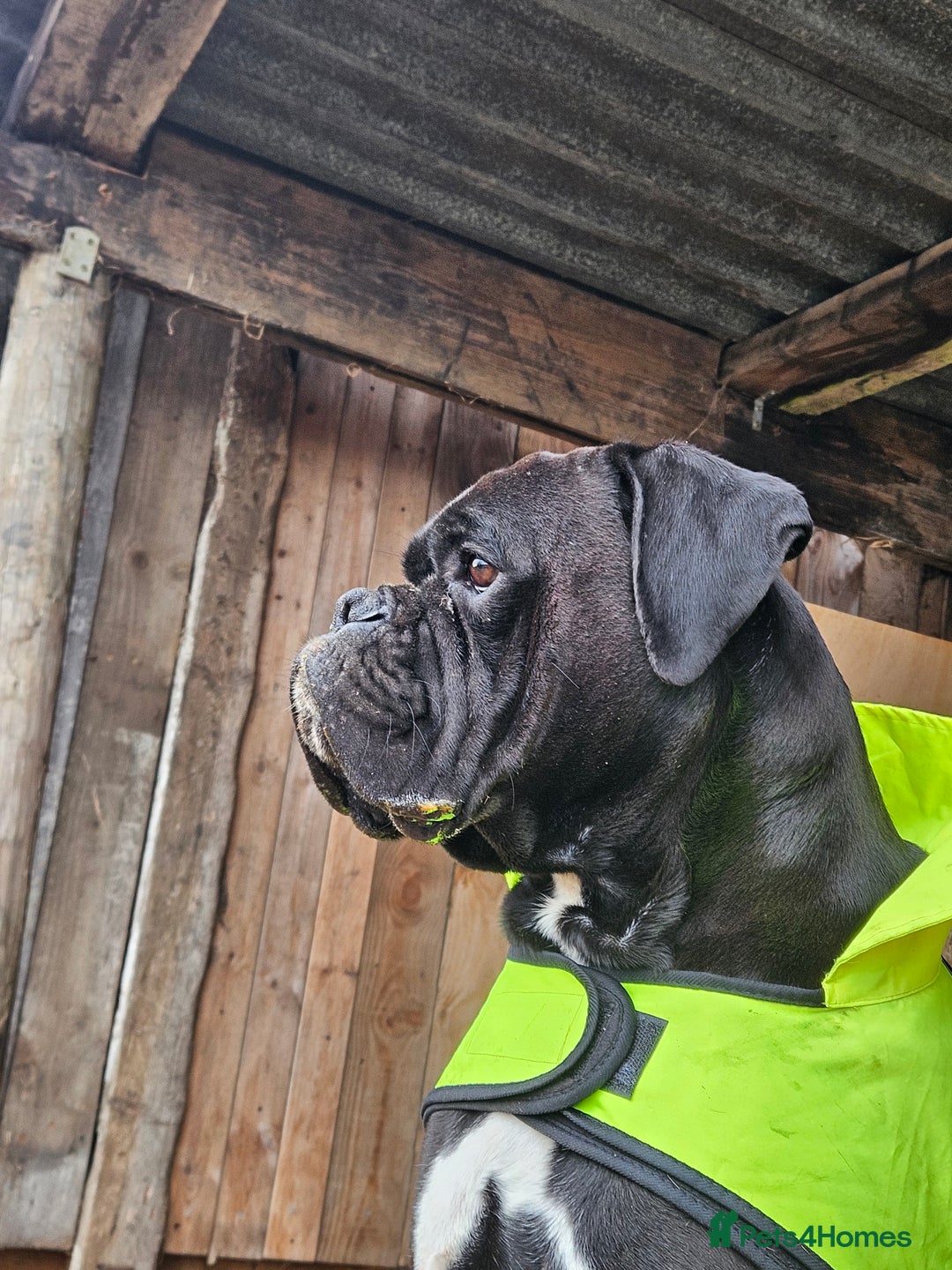 Boxer dogs for stud: Kc reg sealed boxer stud in Yarm - Image 3