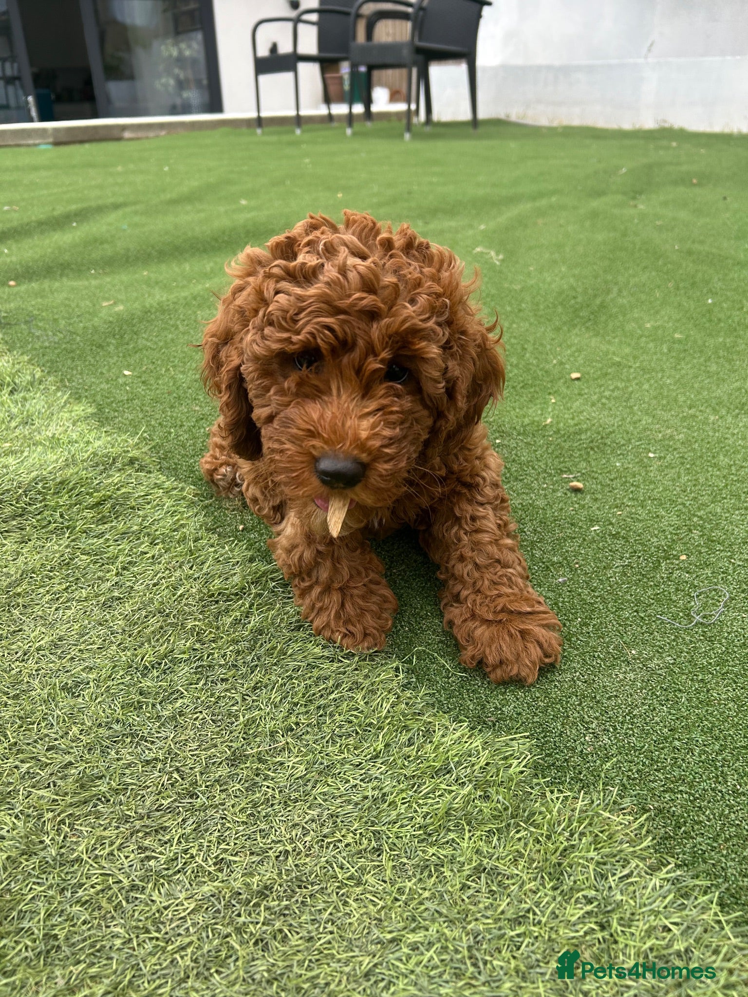 Cockapoo dogs Adorable F1BB Cockapoos - Advert 1