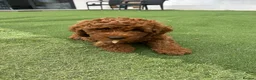 Cockapoo dogs for sale: Adorable F1BB Cockapoos - Advert 10