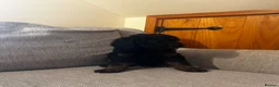 Toy Poodle dogs for sale: 1 little miniature poodle boy left  - Advert 6