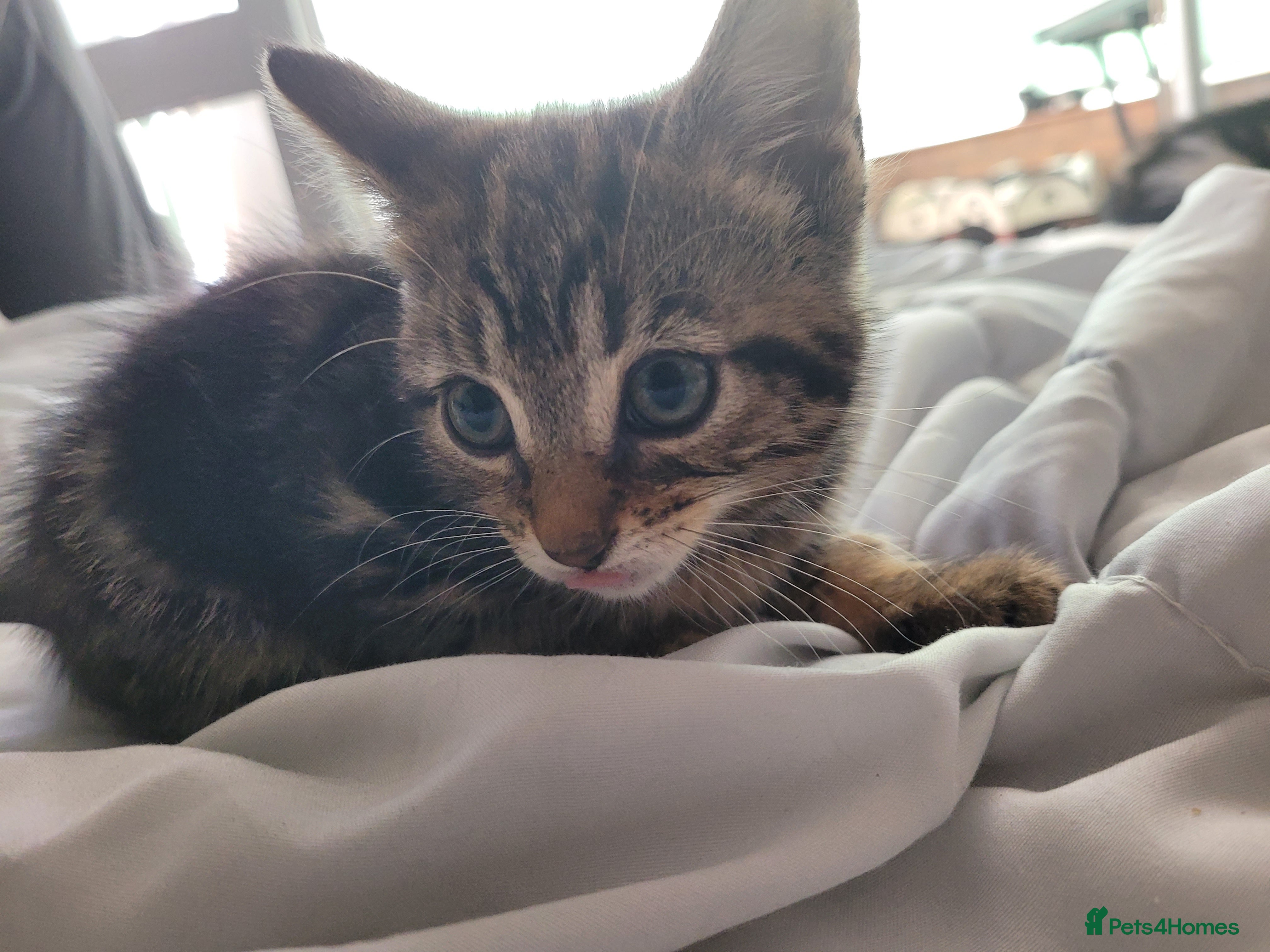 Mixed Breed cats 7 adorable kittens ready for a new home - Advert 2