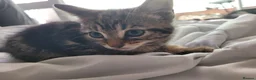 Mixed Breed cats for sale: 7 adorable kittens ready for a new home - Advert 2