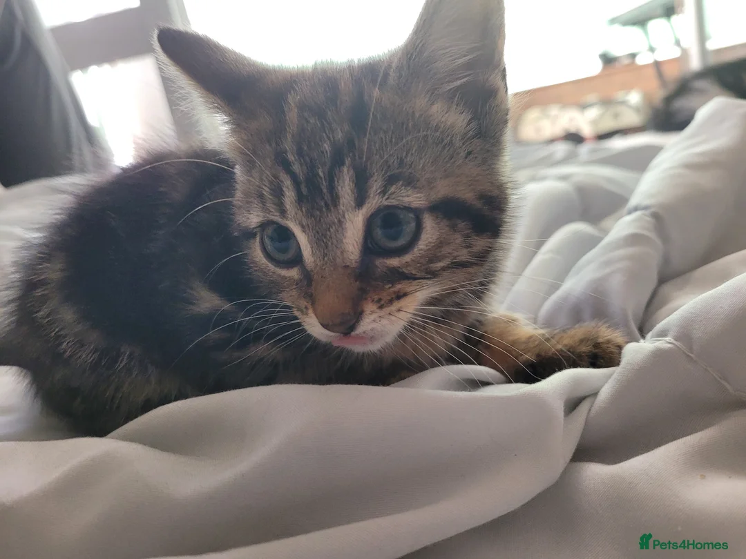 Mixed Breed cats for sale: 7 adorable kittens ready for a new home - Advert 2
