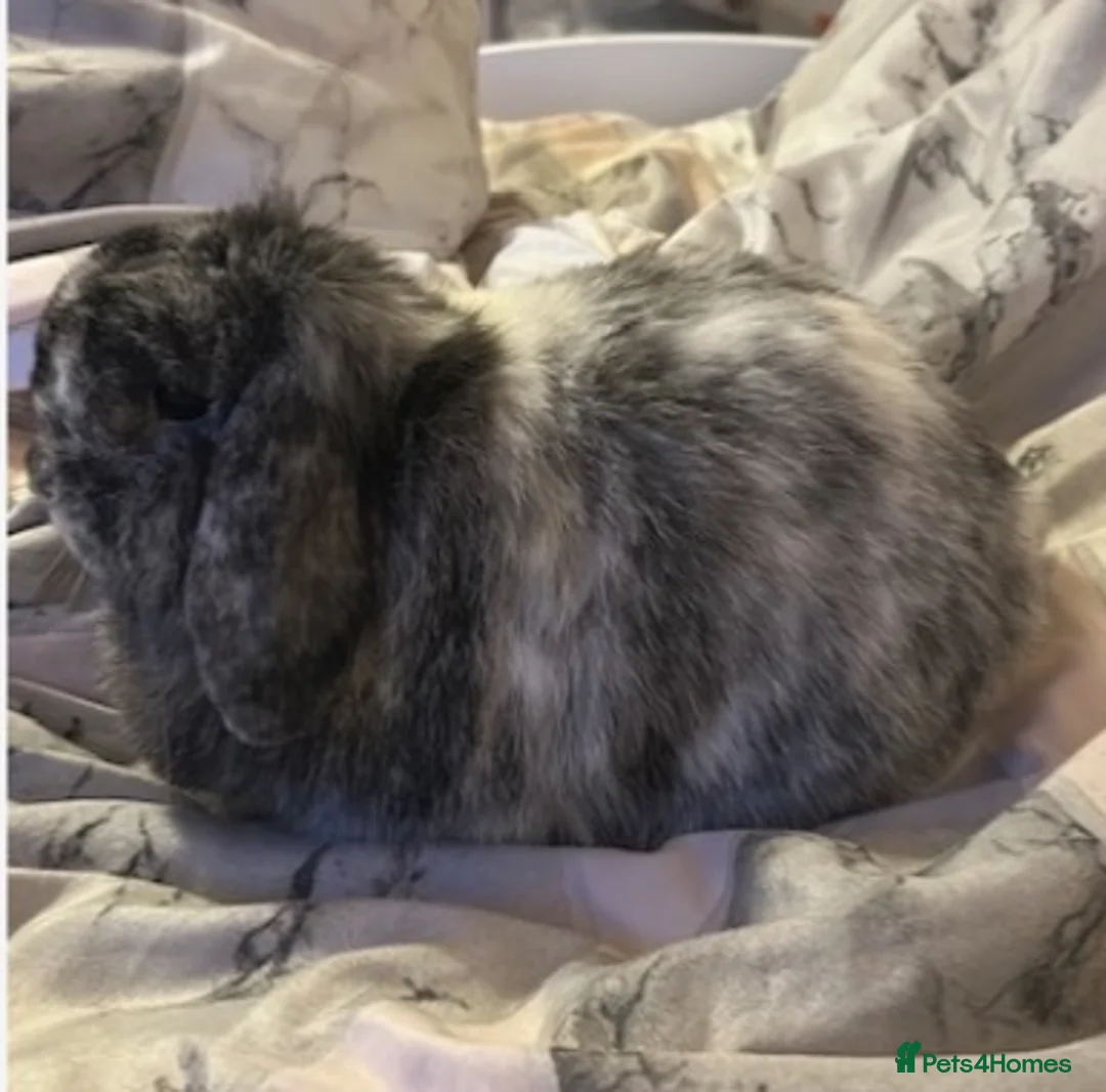 Mini Lop rabbits for sale: Eye catching magpie mini lop  in Ipswich - Advert 2