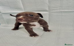 American Bully dogs for sale:  Medium Bully Puppies–XL are banned, these are NOT - Image 2