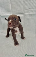 American Bully dogs - Advert 2