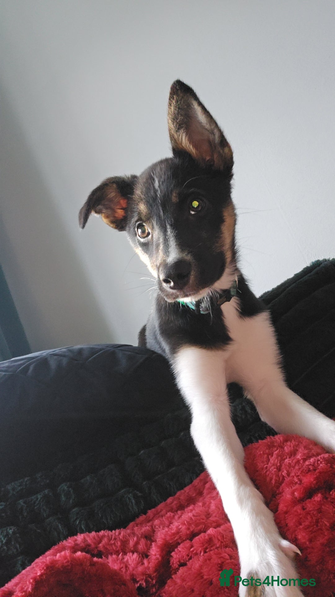 Border Collie dogs for sale: Border Collie - Advert 3