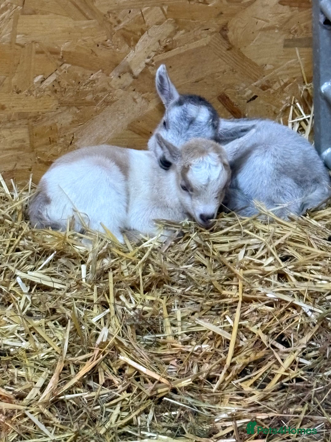 Goats livestock for sale: Beautiful Pygmy goat kids - stunning colours  - Advert 2