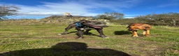 Mixed Breed dogs for sale: Rhodesian Ridgeback cross puppies in Coalville - Advert 7