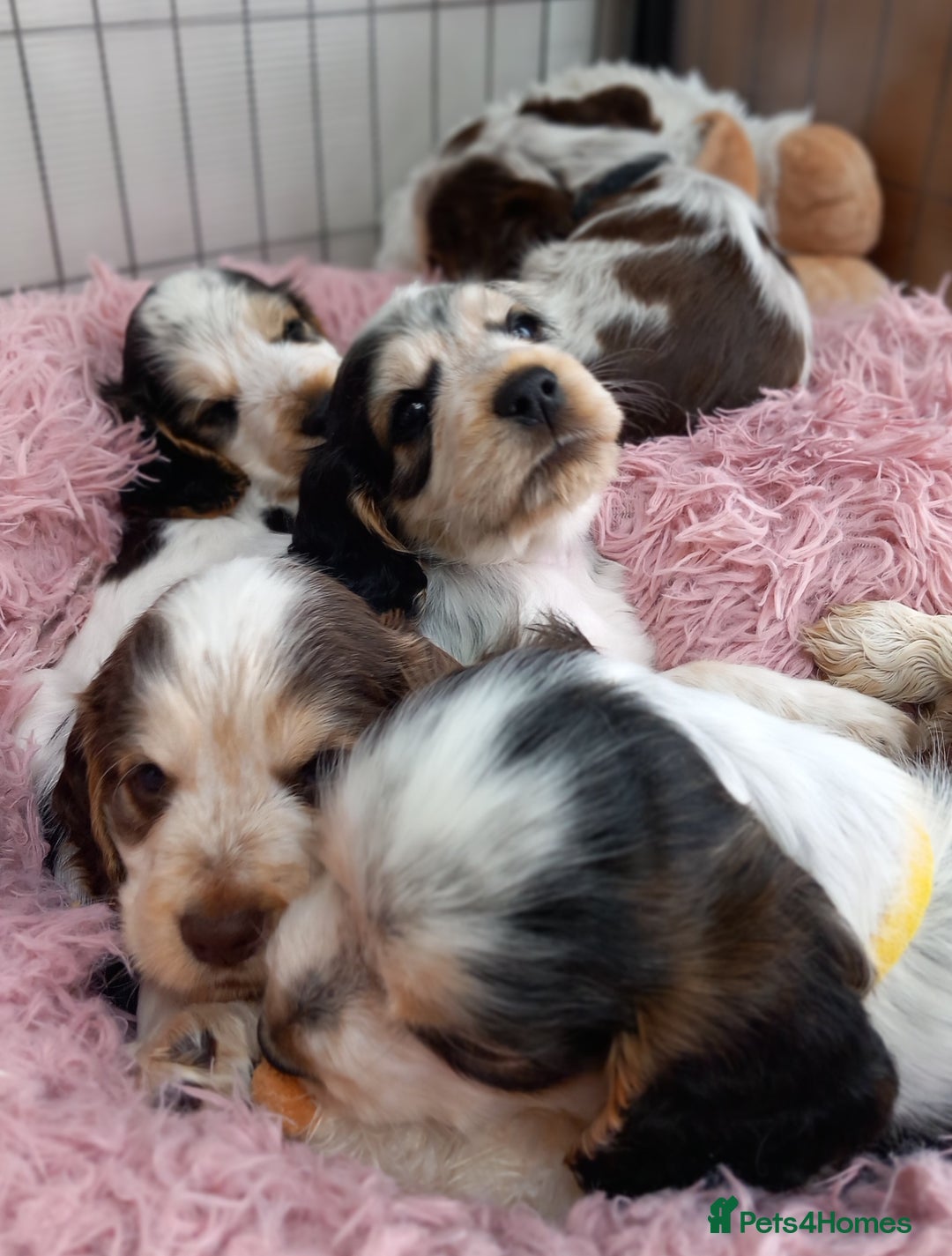 Cocker Spaniel dogs for sale: Stunning Show cocker spaniel puppies Health tested - Image 18
