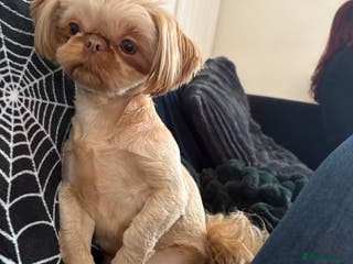 Shih Tzu dogs Male Shizu - Advert 1