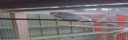 Budgerigars birds for sale: Baby budgies, easily tamed  - Advert 3