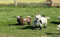 Goats livestock for sale: Speckle and Socks looking for a new home!  - Image 1