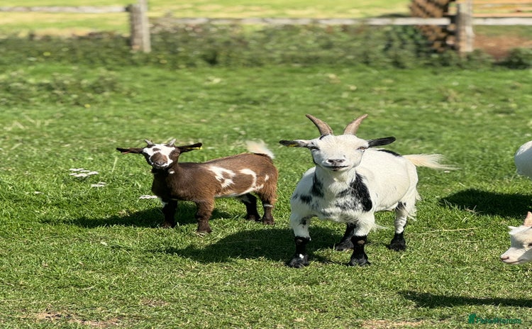 Goats livestock - Advert 6