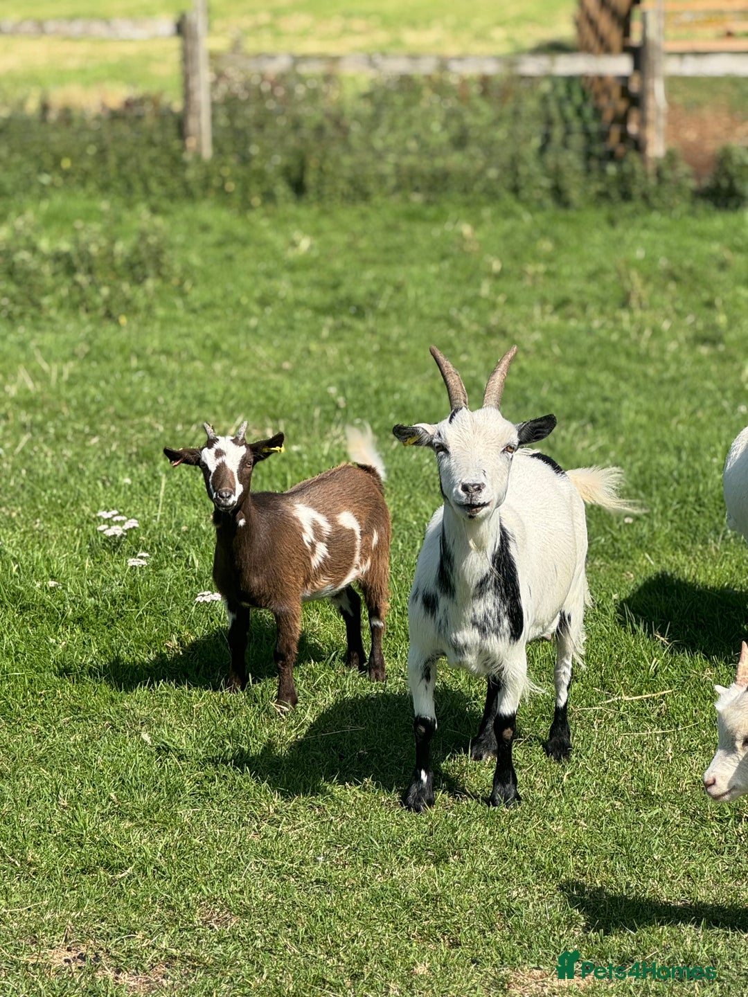 Goats livestock for sale: Speckle and Socks looking for a new home!  - Image 1