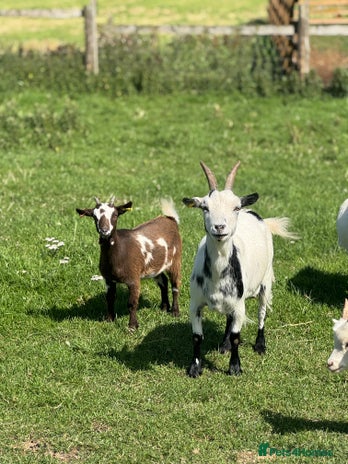 Goats livestock - Advert 19