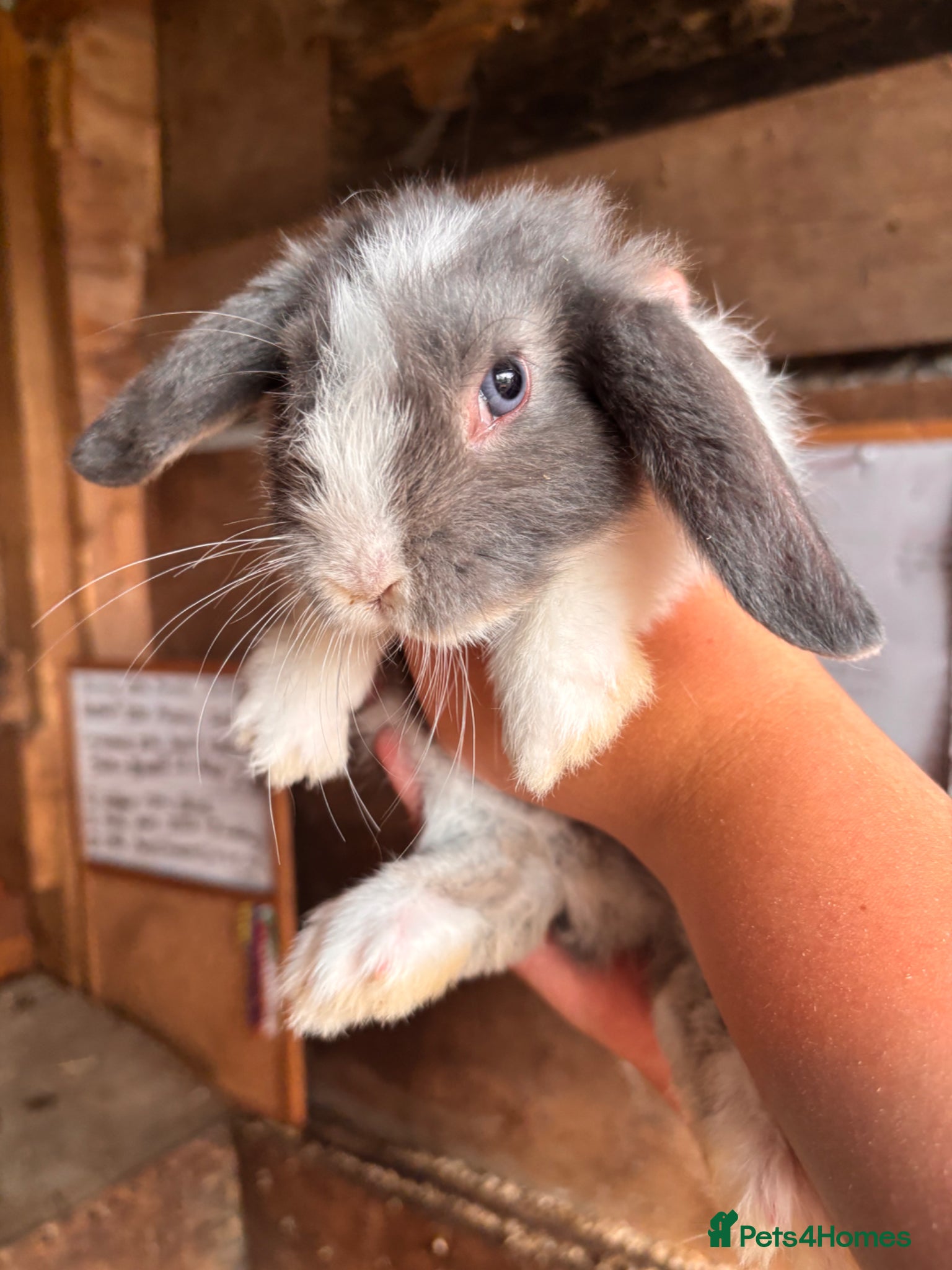 Mini Lop rabbits for sale: 8 beautiful baby’s rabbit  - Advert 7