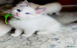 Ragdoll cats for sale: QUALITY GCCF RAGDOLLS KITTENS READY NOW  - Image 30