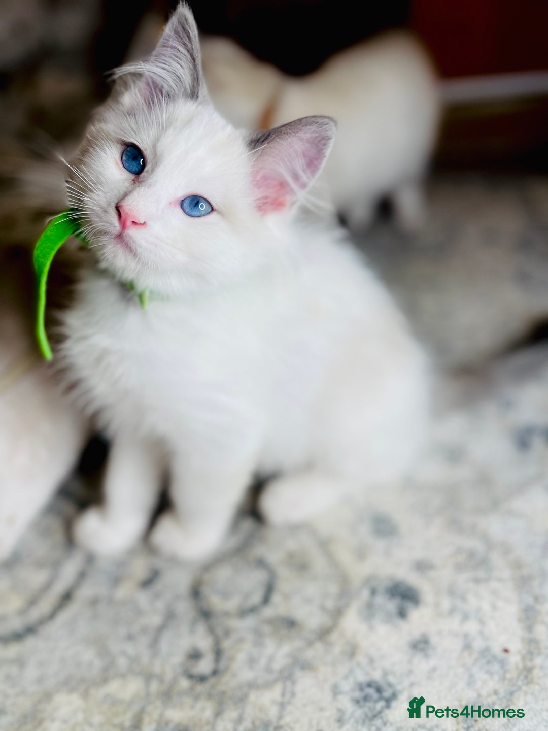 Ragdoll cats for sale: QUALITY GCCF RAGDOLLS KITTENS READY NOW  - Image 30