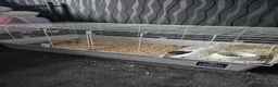 Guinea Pig rodents for sale: 2x Guinea Pigs & Cage - Advert 3