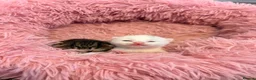 Mixed Breed cats for sale: 4 beautiful healthy kittens  - Advert 5