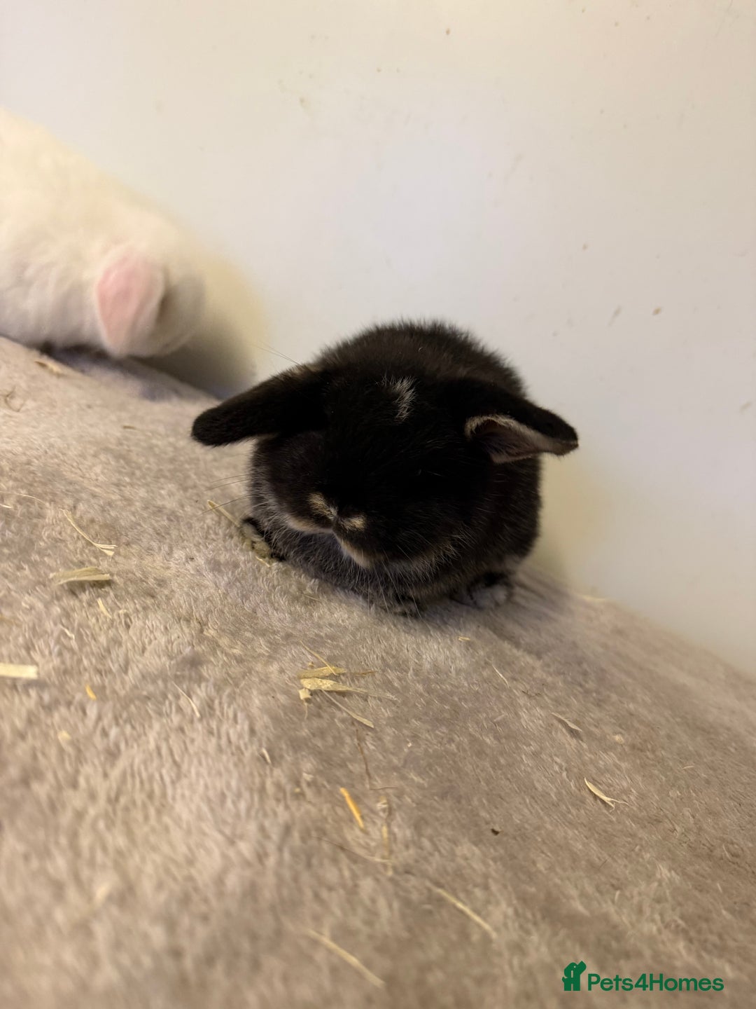 Mini Lop rabbits for sale: Pure mini lops rabbits ready end of December  - Advert 5