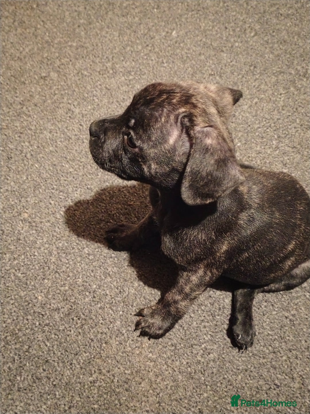 Mixed Breed dogs for sale: French Bulldog x Staff pups  - Advert 3
