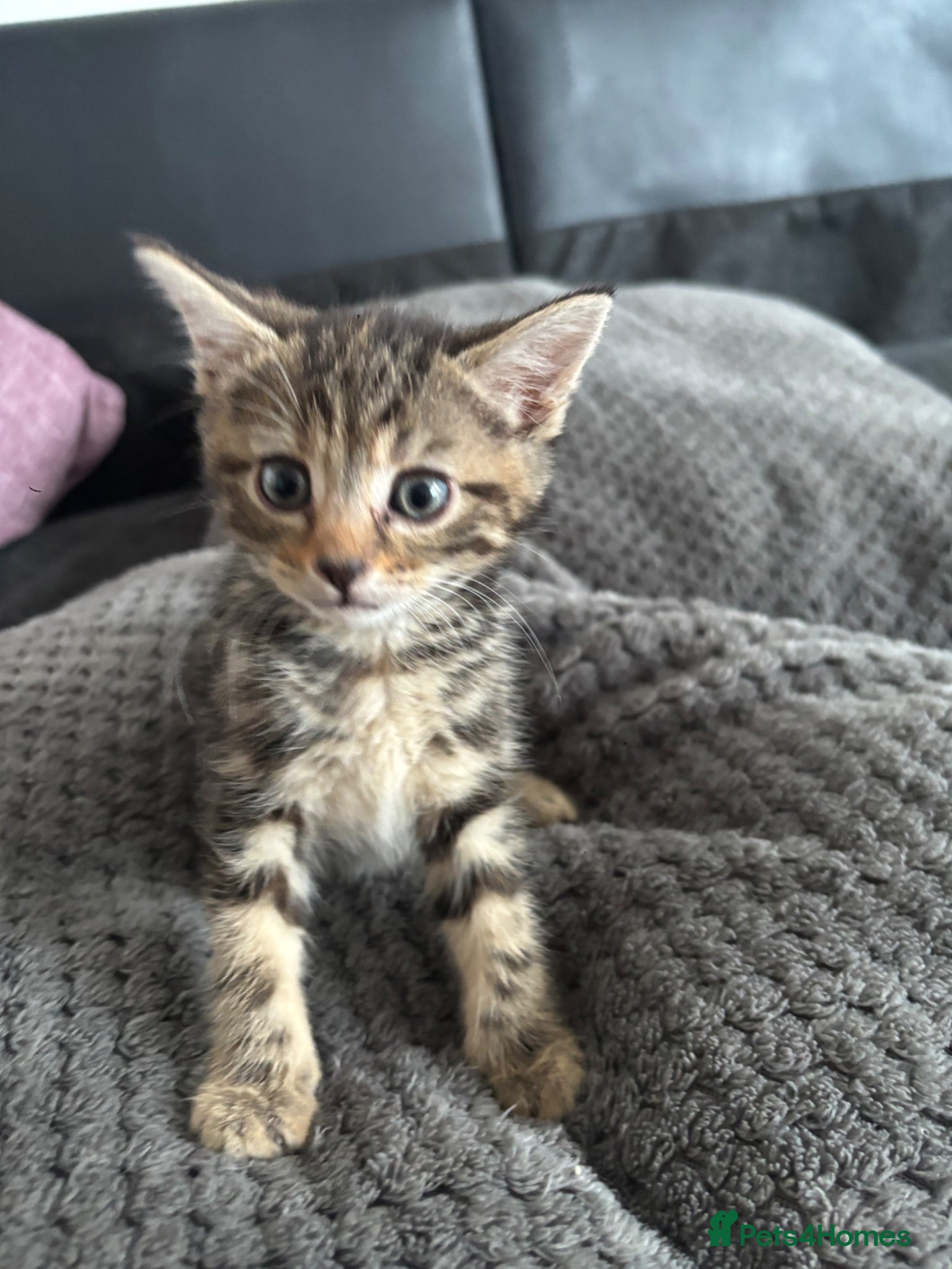 Mixed Breed cats for sale: Gorgeous female kittens - Advert 3