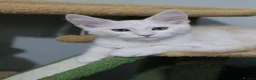 Maine Coon cats for sale: Maine Coons ready now - Advert 23