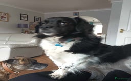 Mixed Breed dogs for adoption: Harry 3 years old - Image 2