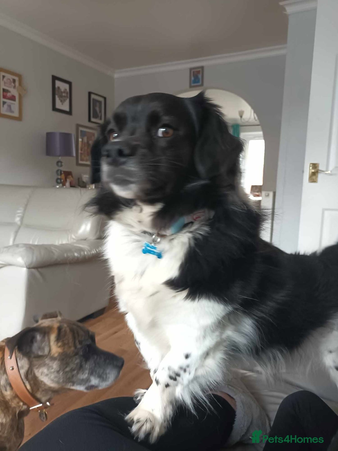 Mixed Breed dogs for adoption: Harry 3 years old - Image 2