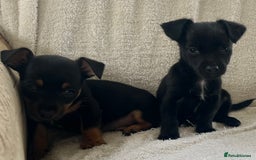 Jack Russell dogs for sale: Miniature Jack Russel’s - Image 15