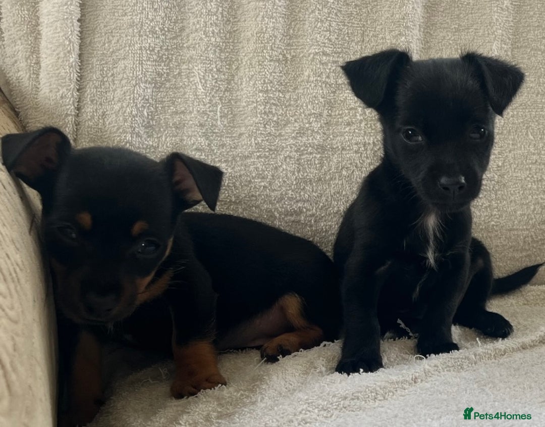Jack Russell dogs for sale: Miniature Jack Russel’s - Image 15