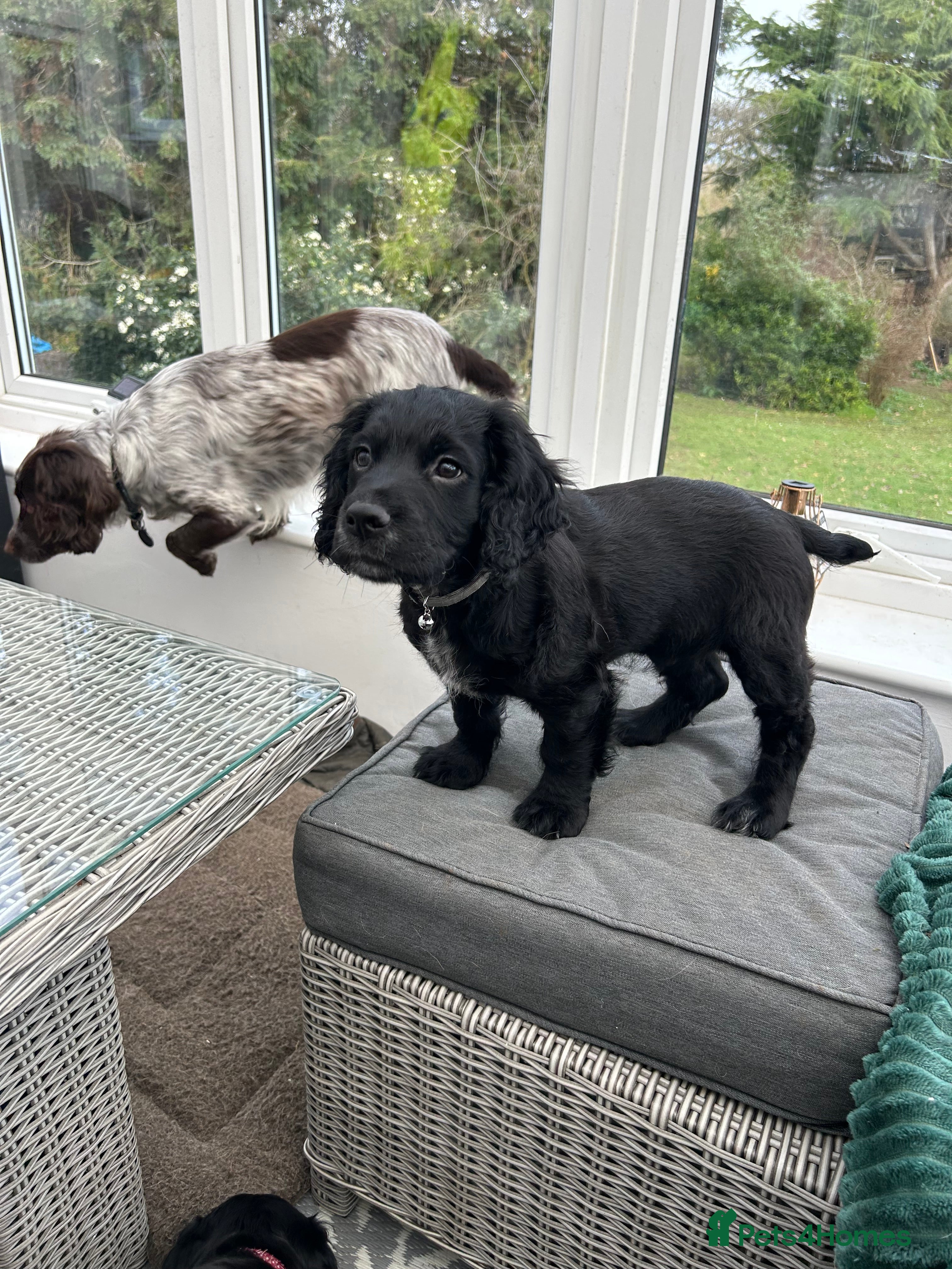 Cocker Spaniel dogs Kc reg black working cocker spaniel - Advert 14