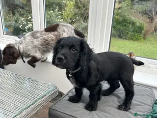 Cocker Spaniel dogs Kc reg black working cocker spaniel - Advert 14