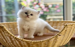 Ragdoll cats for sale: 2 beautiful Active girls  - Image 11