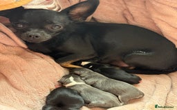 Chihuahua dogs for sale: ✨ Lilac Baby Girl with blue eyes  - Image 10