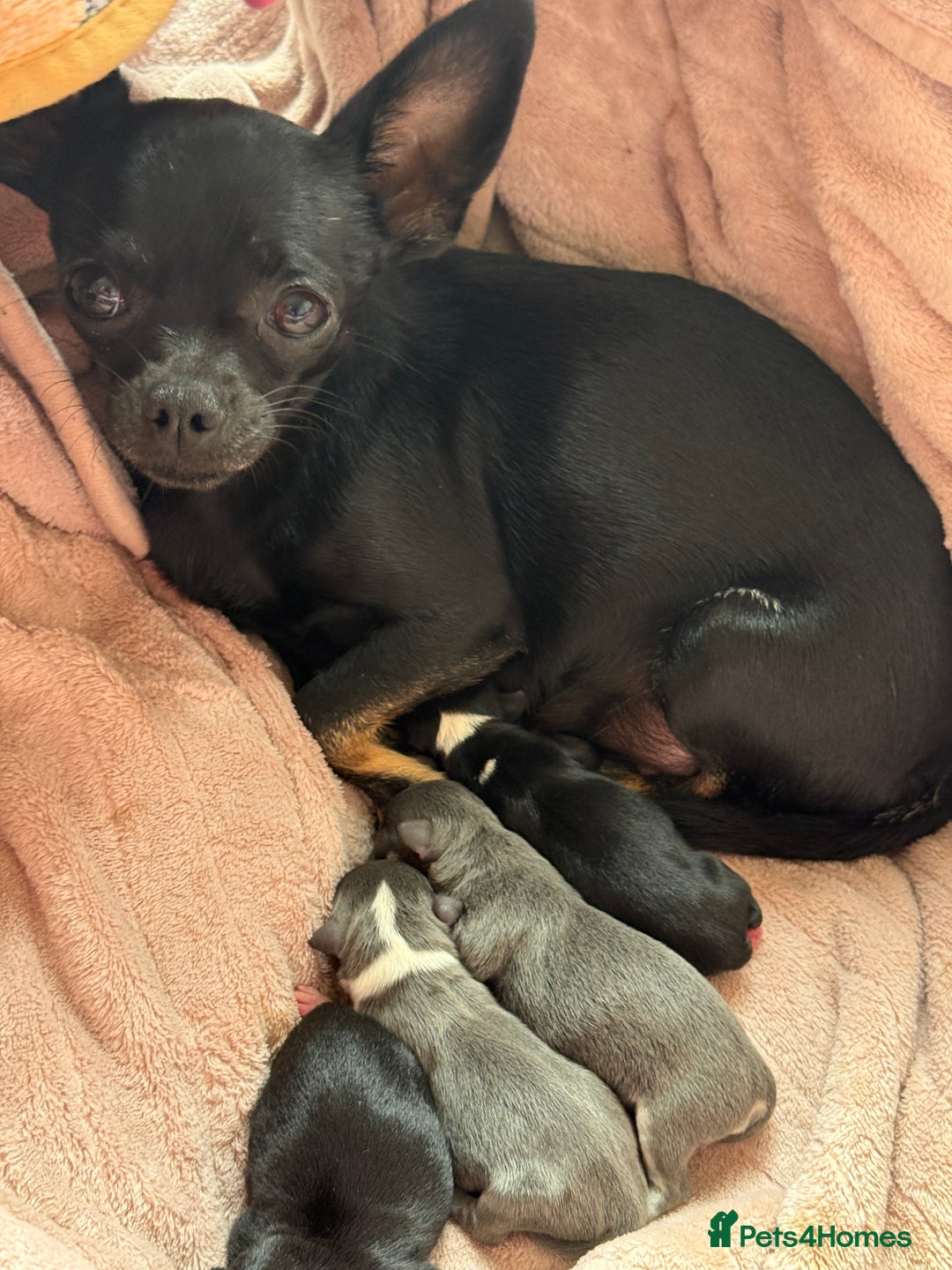 Chihuahua dogs for sale: ✨ Lilac Baby Girl with blue eyes  - Image 10