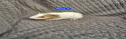 Guinea Pig rodents for sale: Guinea Pigs 👀🏡 - Advert 2