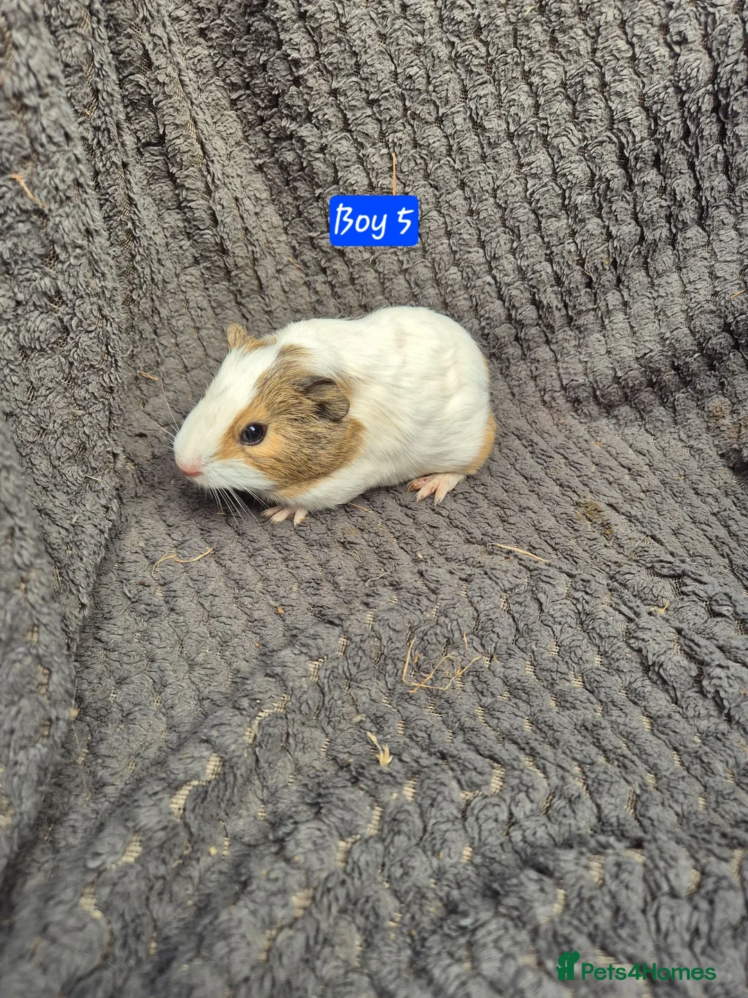 Guinea Pig rodents for sale: Guinea Pigs 👀🏡 - Advert 2
