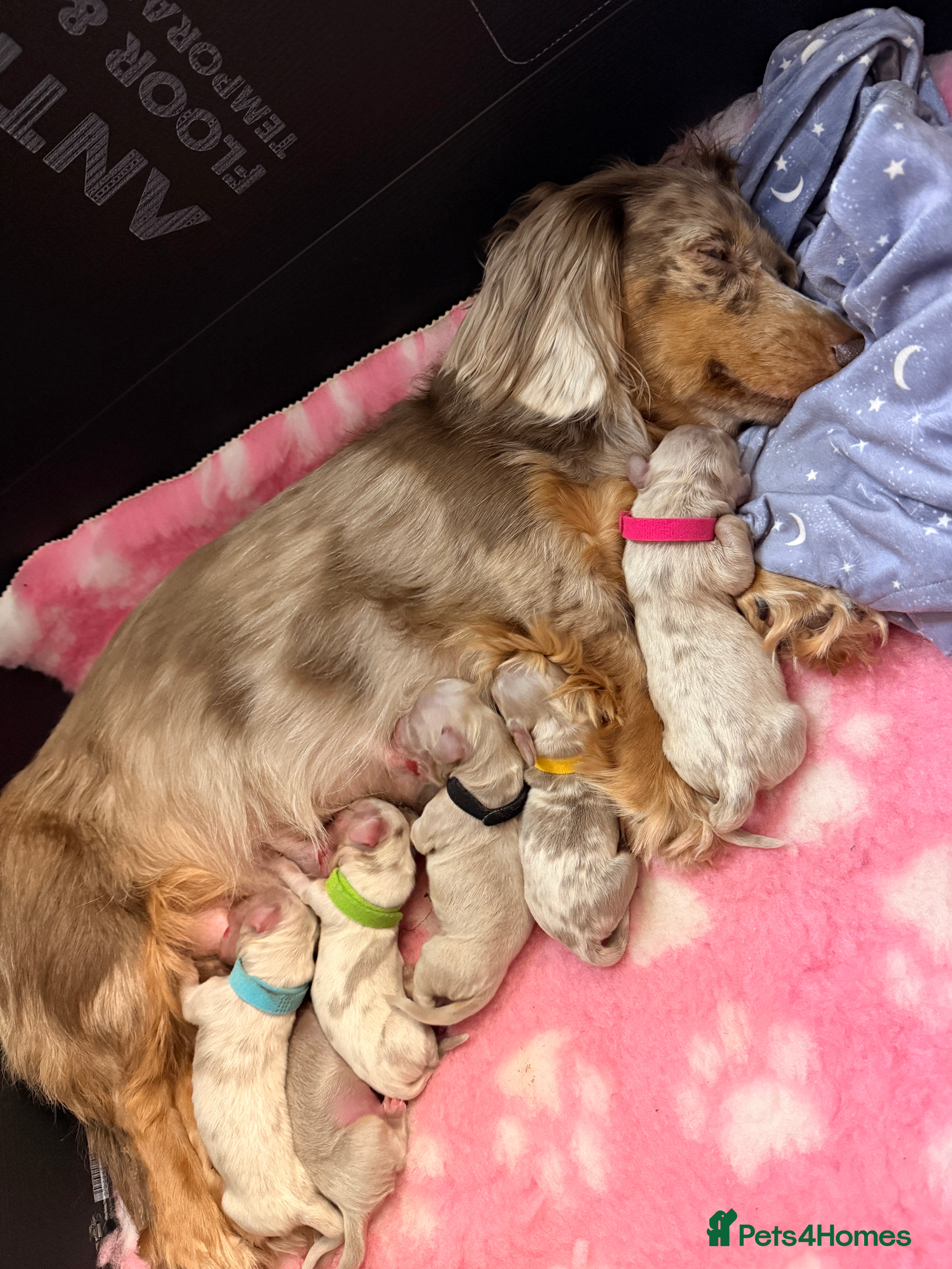 Miniature Dachshund dogs Long haired minature dachshunds - Advert 2