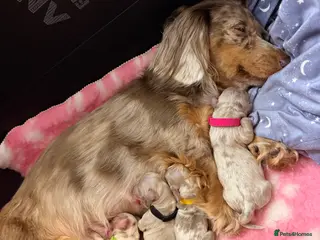 Miniature Dachshund dogs Long haired minature dachshunds - Advert 2