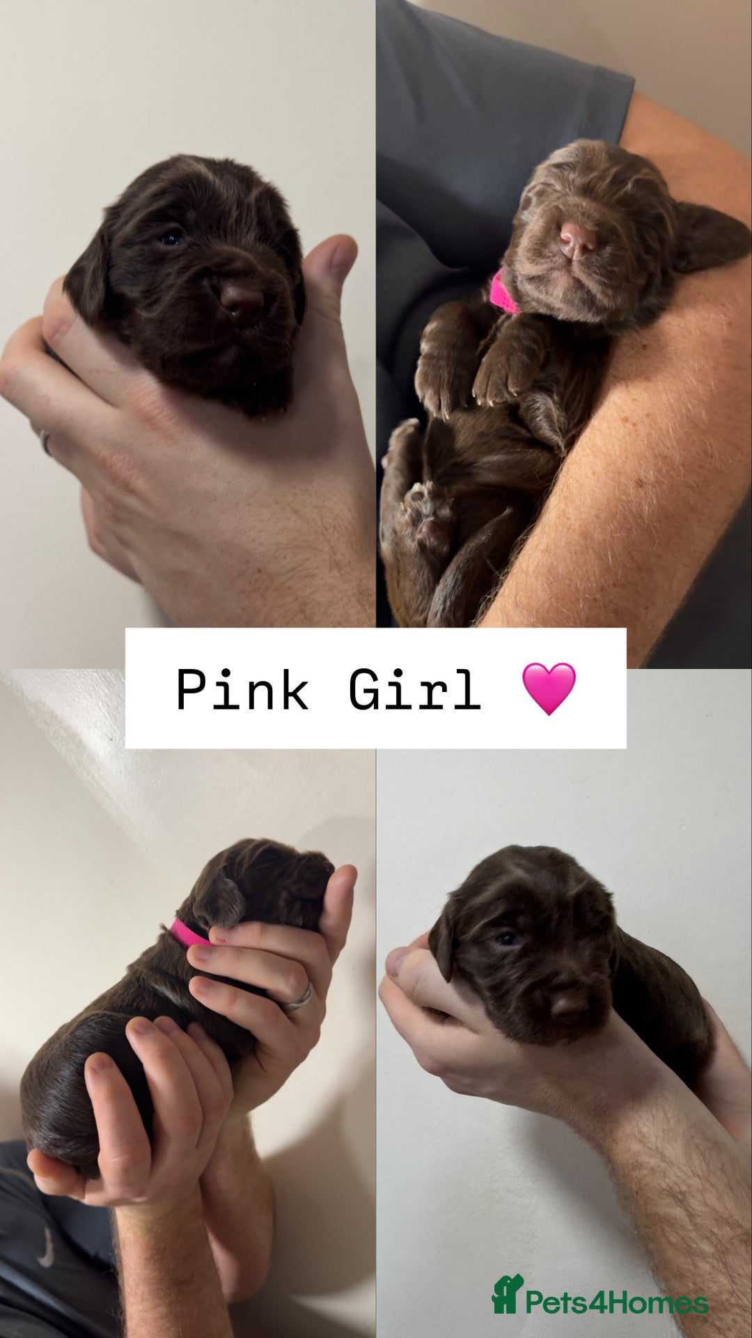 Sprocker dogs for sale: Gorgeous Sprocker Puppies Looking for 5* Homes - Advert 3