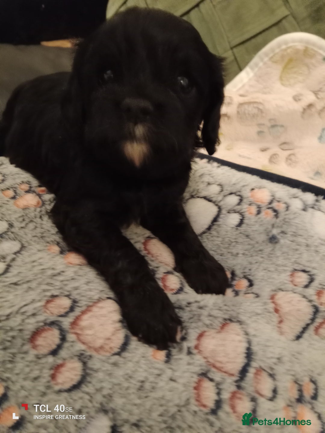 Cavapoo dogs for sale: A stunning litter of cavapoo beautiful costs  - Image 5